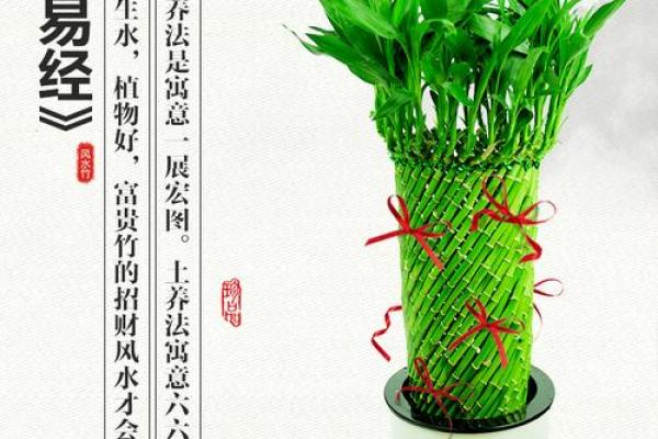 风水学中富贵竹根数与招财运势的关系解析