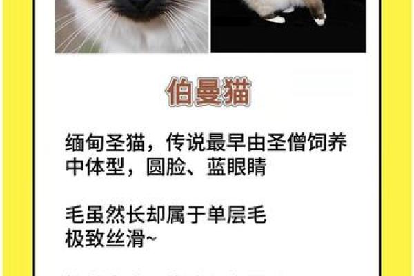 猫咪取名大全：适合各种性格和品种的名字推荐