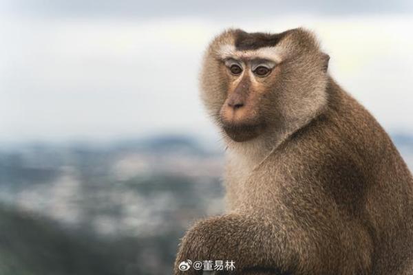 了解盲派免费算命网：精准预测与命运指引
