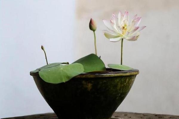 如何选择卧室植物来促进好运和健康