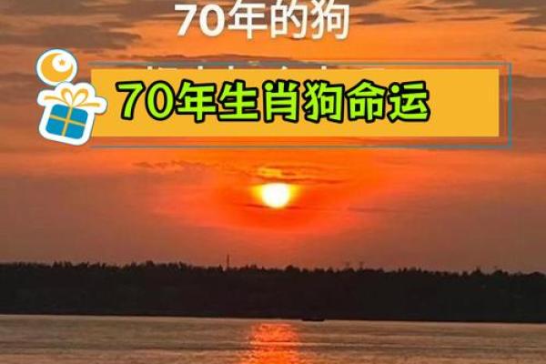 今日属狗运势解析 事业财运双丰收