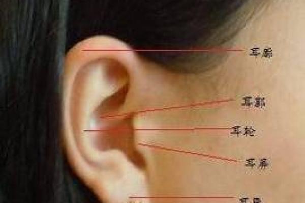 耳朵形状与命运：面相学中的耳朵特征解读