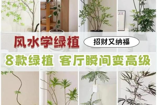 改善卧室风水的植物搭配建议
