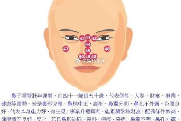 鼻子面相解析：如何通过鼻型看出性格与运势