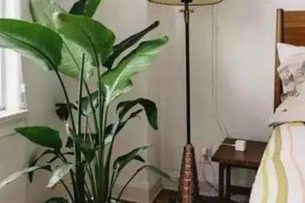 卧室植物选择与风水布局的秘诀