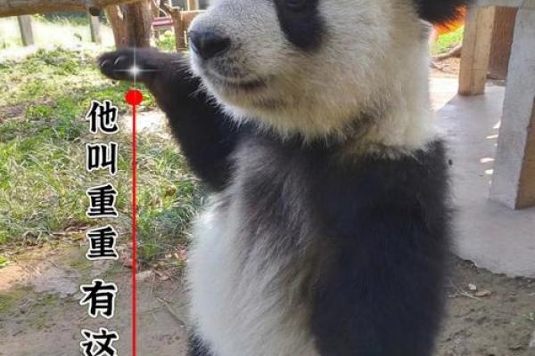 今日生肖鸡运势分析：事业爱情双丰收还是挑战重重