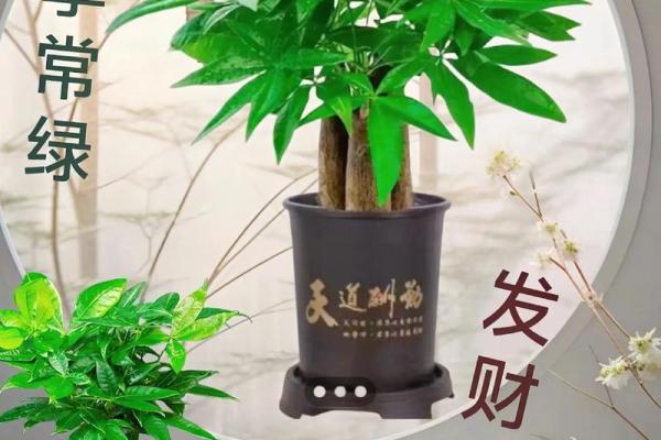 办公室风水好植物的选择技巧 让工作更有活力