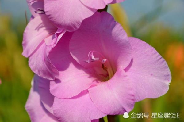 今日巨蟹运势：迎接挑战，收获成长