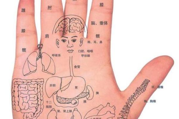 掌纹手相揭秘:如何通过手相了解自己的人生轨迹 掌纹手相揭秘:如何通过手相了解自己的人生轨迹