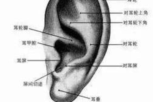 耳朵面相解析：通过耳朵看性格与运势的秘密
