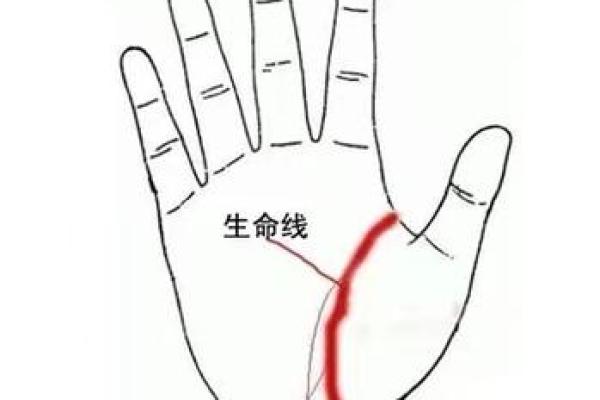 拇指手相揭秘:如何通过拇指看出你的性格与命运 拇指手相揭秘:如何通过拇指看出你的性格与命运