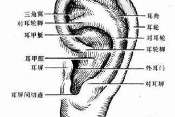 从贴耳面相看个人运势与性格特征