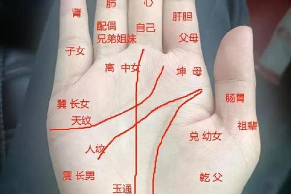 揭秘女孩手相中的爱情与事业走势 揭秘女孩手相中的爱情与事业走势