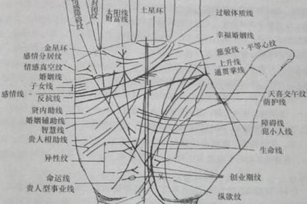 揭秘手纹手相:透过掌纹看人生轨迹与命运走向 揭秘手纹手相:透过掌纹看人生轨迹与命运走向