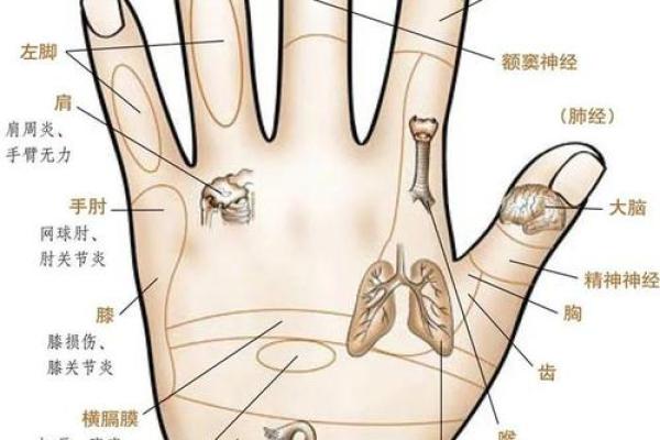 通过手相观察手指的独特秘密 通过手相观察手指的独特秘密