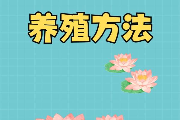 爱情与睡莲的奇妙缘分：风水角度的探讨