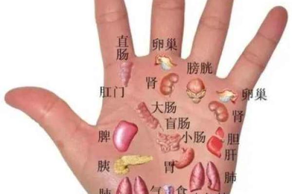 手相入门到精通全解析,全面解读你的命运线与生命线 手相入门到精通全解析,全面解读你的命运线与生命线