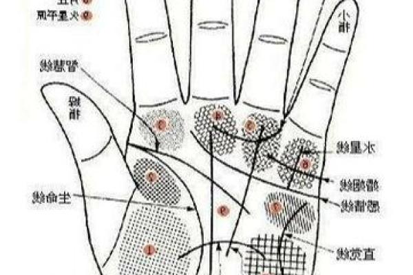探索女性手相:每一条线条的深层含义 探索女性手相:每一条线条的深层含义