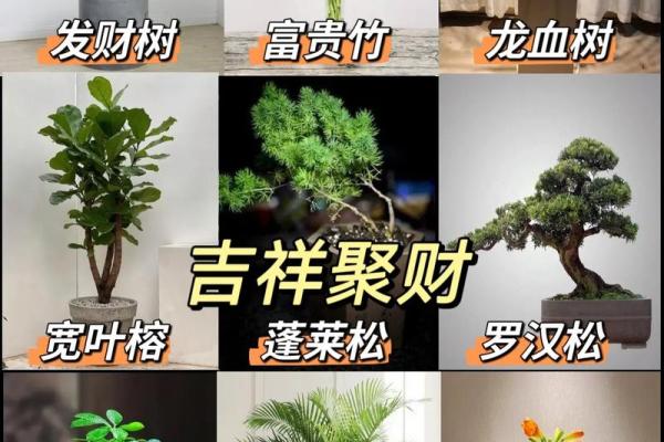 办公室摆放哪些植物有助于改善风水