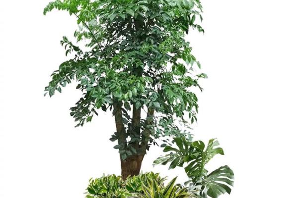办公室摆放哪些植物有助于改善风水