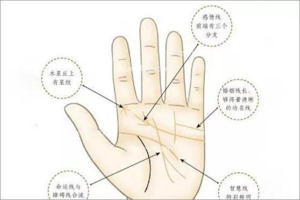 无名指手相分析:从细节看个人性格与健康 无名指手相分析:从细节看个人性格与健康