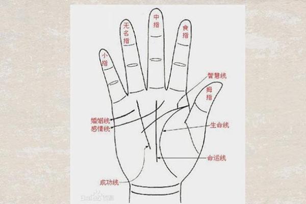 女孩手相中的生命线与智慧线暗藏的秘密 女孩手相中的生命线与智慧线暗藏的秘密