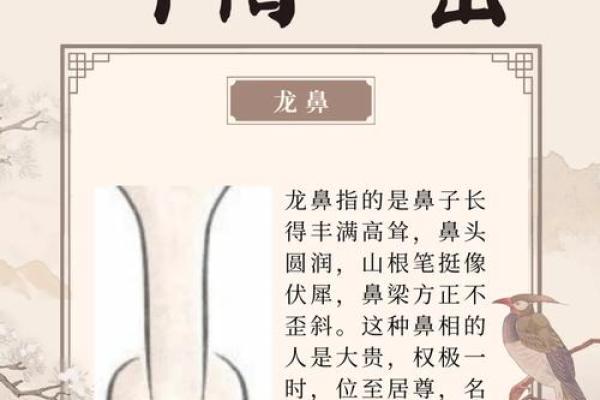 大鼻子女人面相解析：富贵与智慧的象征