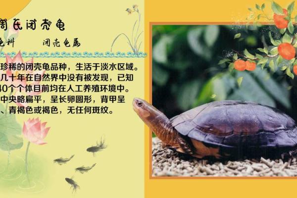梦见乌龟的象征意义与心理解读