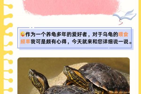 梦见乌龟的象征意义与心理解读