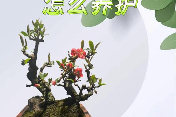 风水中能带来爱情运的花卉选择与养护方法