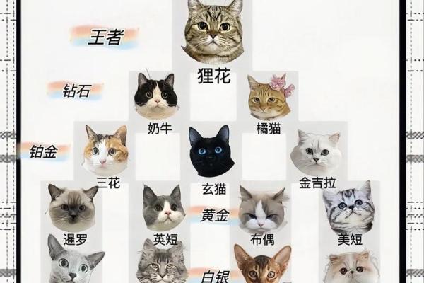从猫命理看宠物对主人的深远影响