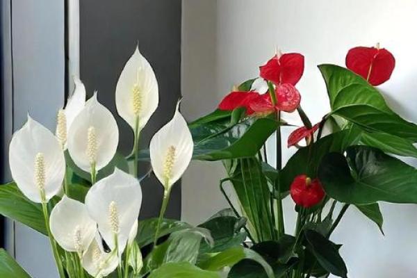 办公室放花风水选择指南，提升职场运势