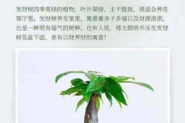 打造旺财家庭风水布局的实用技巧