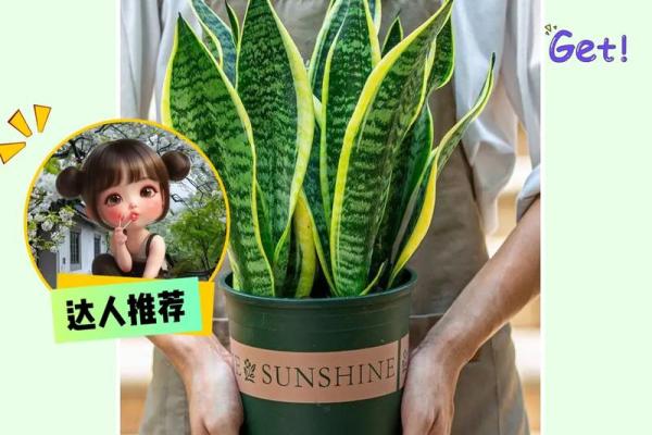 虎皮兰卧室风水：如何避免不利影响