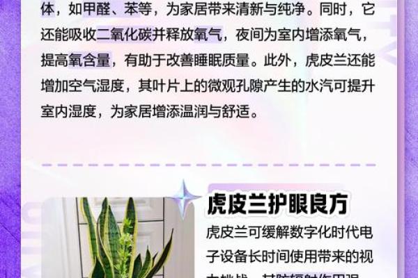 虎皮兰卧室风水：如何避免不利影响