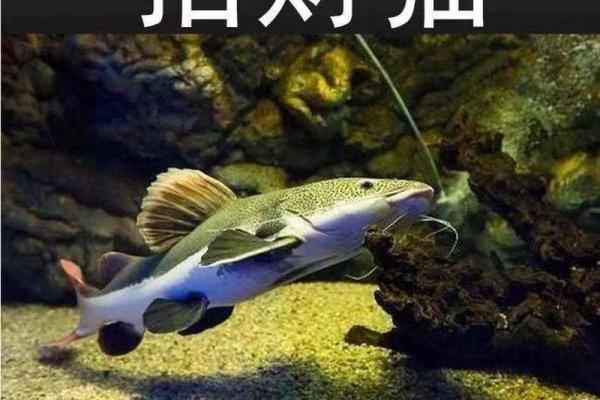 风水学中的招财猫鱼摆放技巧与禁忌
