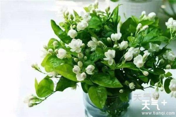 卧室适合养哪些花有助于提升风水和运势