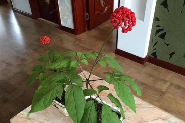 卧室适合养哪些花有助于提升风水和运势