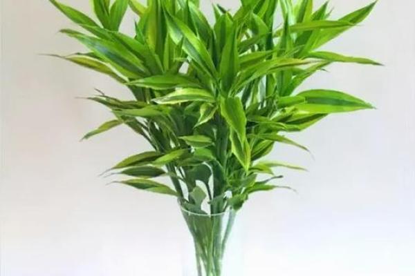 卧室风水植物的选择与摆放，助力安眠与和谐气场