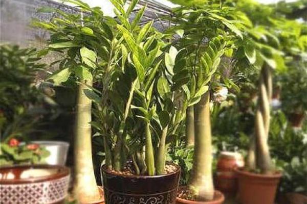 如何通过卧室植物提升风水运势