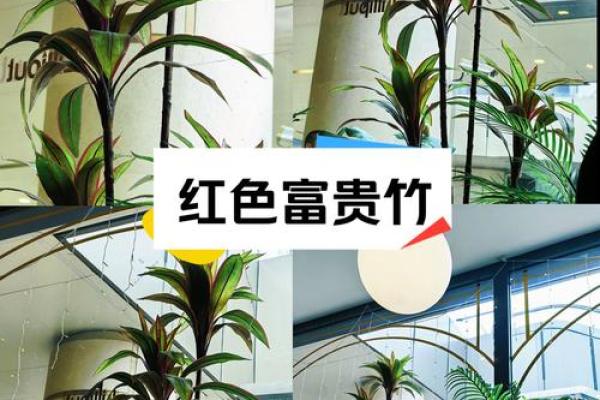 改善卧室气场的最佳植物推荐