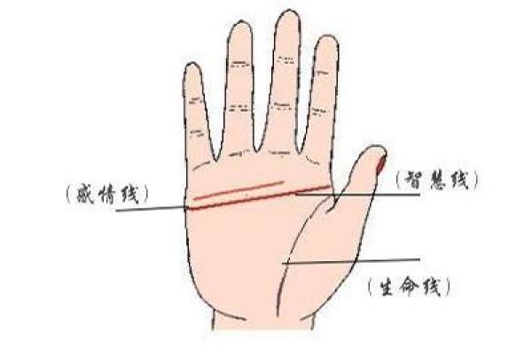 断掌奇缘:揭秘右手断掌的独特魅力 断掌奇缘:揭秘右手断掌的独特魅力