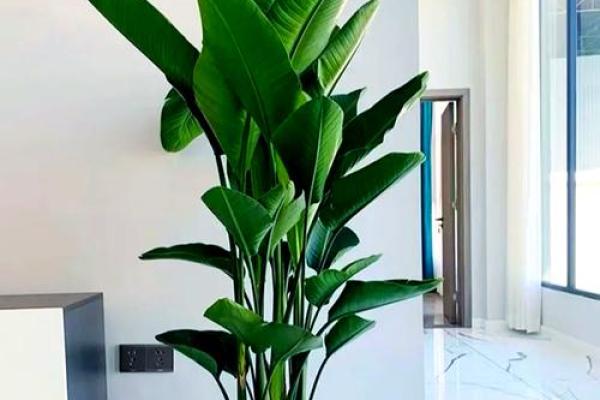 家居风水植物，让你生活更美好