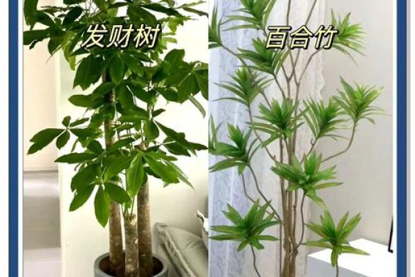 卧室摆放植物提升风水，必看植物选择指南