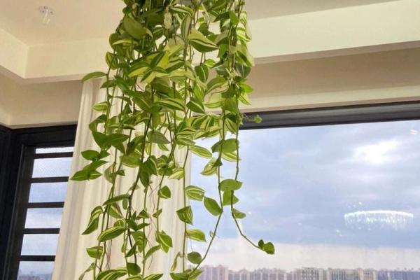 卧室摆放植物提升风水，必看植物选择指南