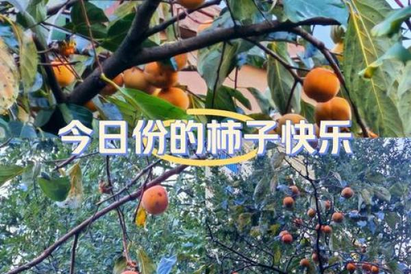 甜蜜果实命名坊：打造独特姓名的艺术