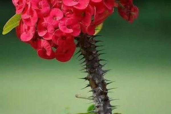 风水卧室禁忌：揭秘为何不能放花？