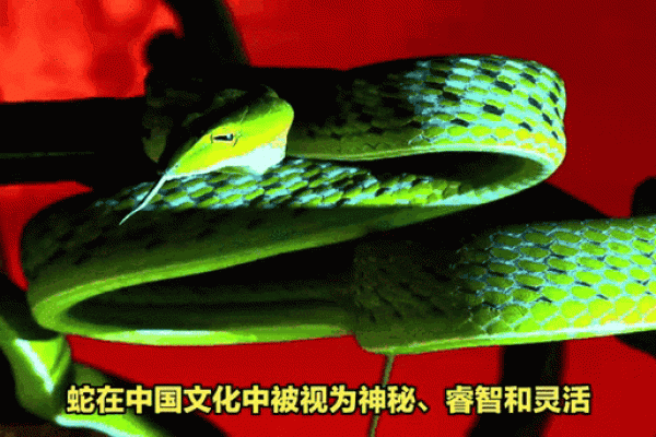 溢凡命运之翼：破解姓名背后的神秘运势密码
