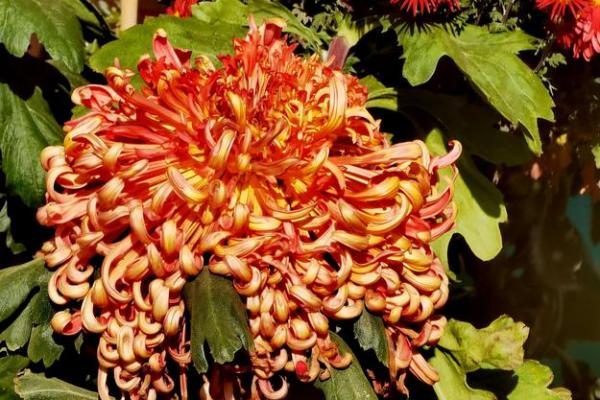 恩施苗族跳花节：绚丽多彩的民族风情展