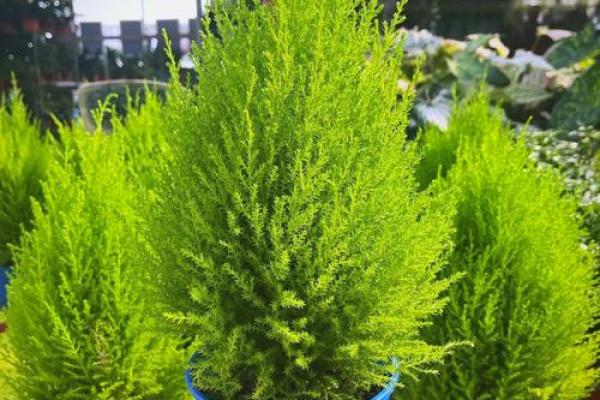 空气清新小能手，家居风水植物推荐